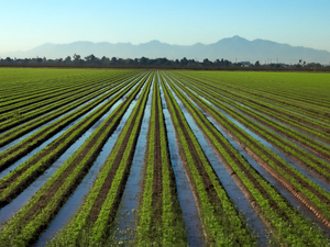 irrigation-canals-arizona.jpg